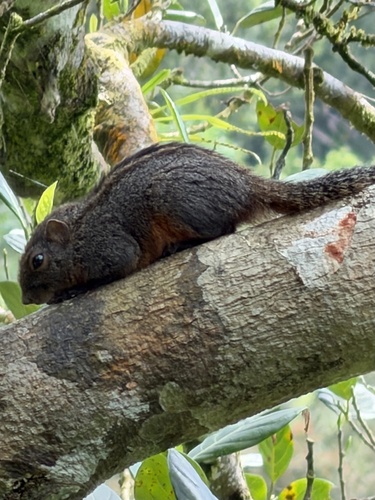 Layard's Palm Squirrel