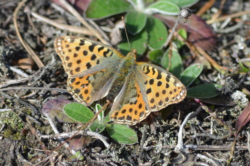 Queen of Spain Fritillary