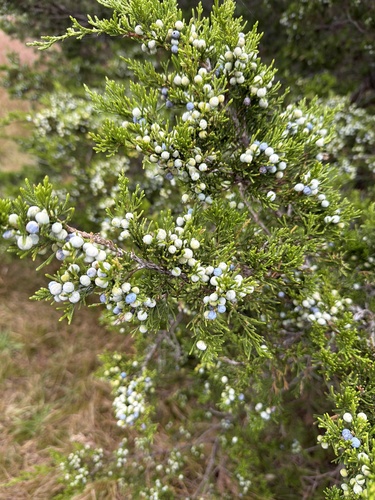eastern redcedar