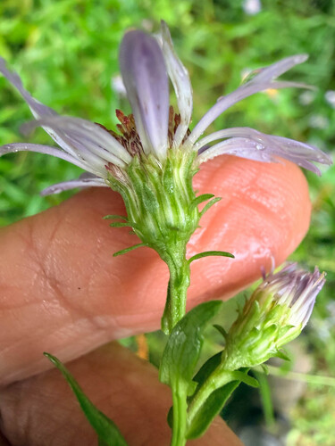 New York aster