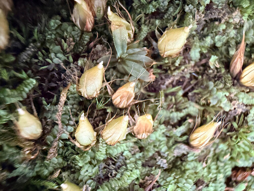 Powder Gun Moss