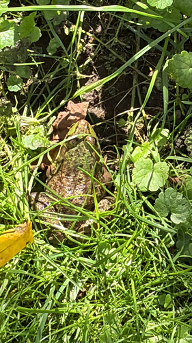 Green Frog
