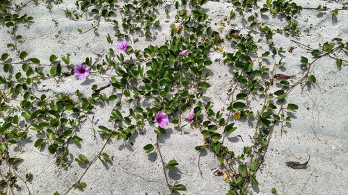 Beach Morning Glory
