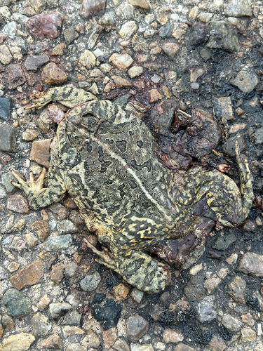 Woodhouse's Toad