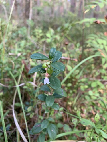 Lingonberry