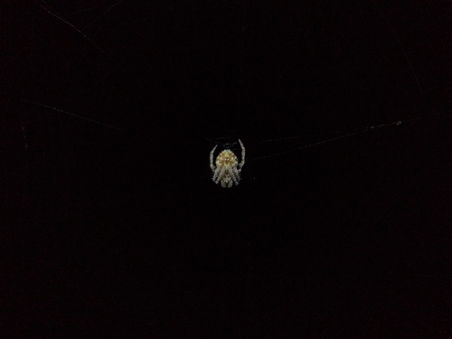 Laglaise's Garden Spider
