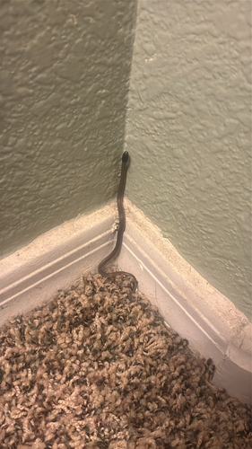 Southwestern Blackhead Snake