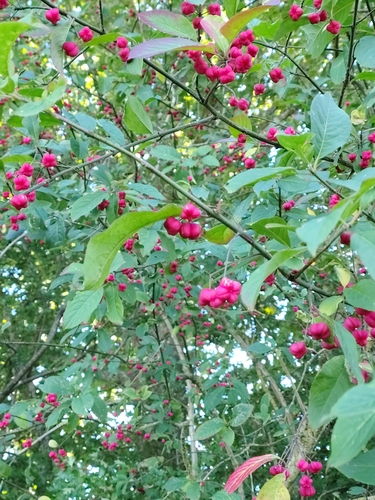 Spindle