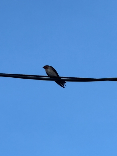 Pacific Swallow