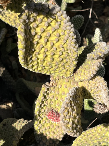Bunny Ears Cactus
