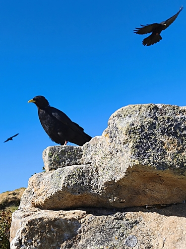 Yellow-billed Chough