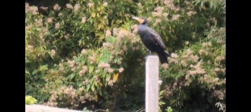 Great Cormorant