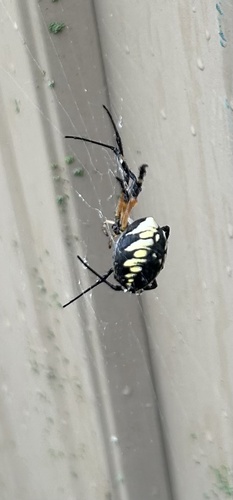Yellow Garden Spider