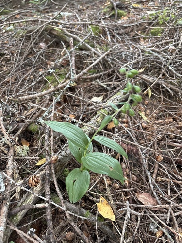 Broad-leaved helleborine