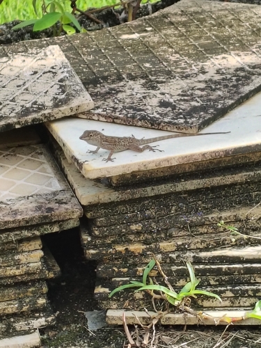 Crested Anole