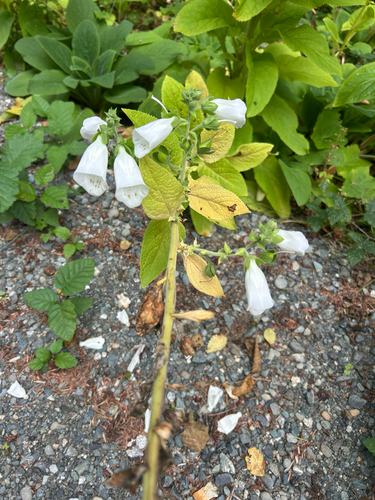 purple foxglove