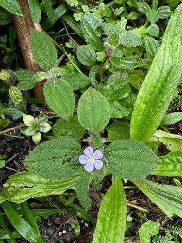 Chaetogastra clinopodifolia