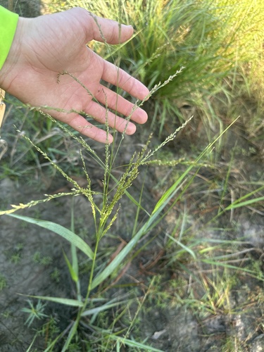 switchgrass