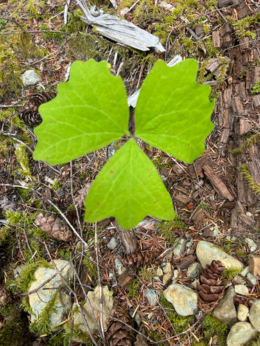 vanilla leaf