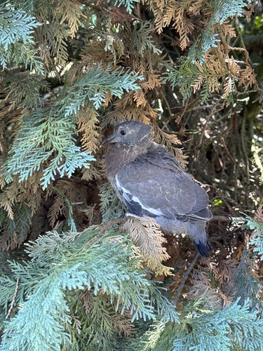 Common Wood-Pigeon