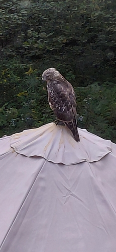 Red-shouldered Hawk