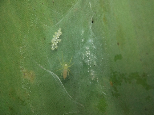 Asemonea tenuipes