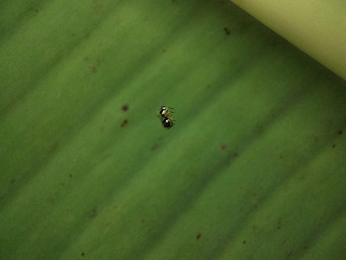 Banded Phintella