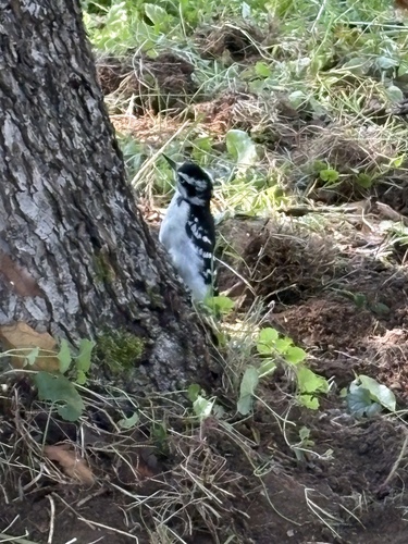 Hairy Woodpecker