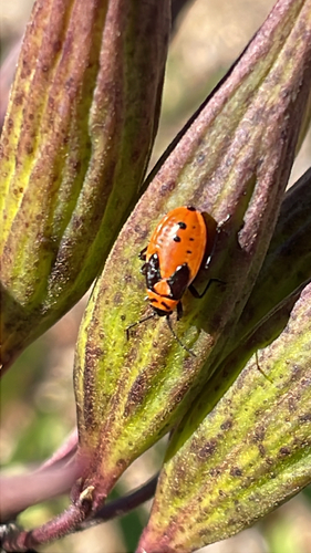 Small Milkweed Bug