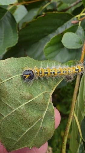 Buff-tip