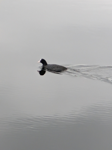Eurasian Coot