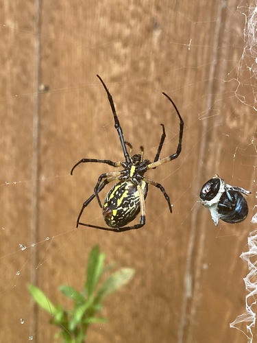 Yellow Garden Spider