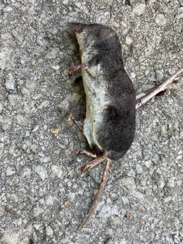 Mediterranean Water Shrew