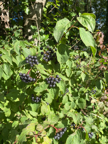 common dogwood
