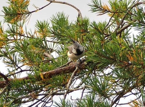 Crested Tit