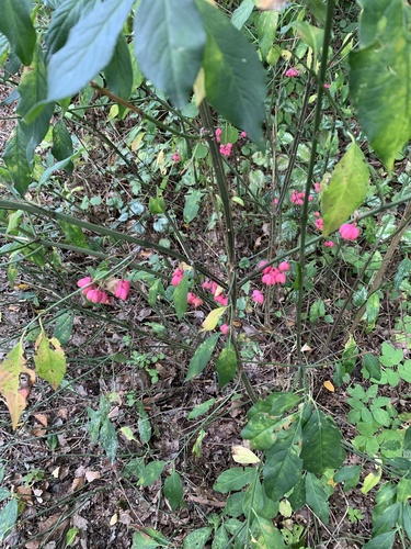 Spindle