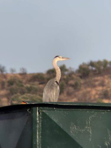 Grey Heron