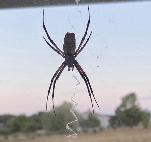 Yellow Garden Spider