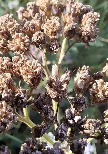 Yarrow Case-bearer