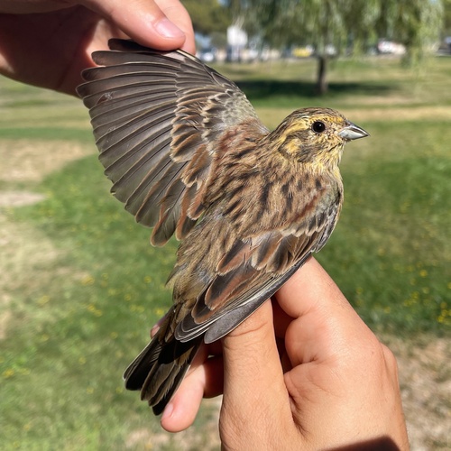 Cirl Bunting