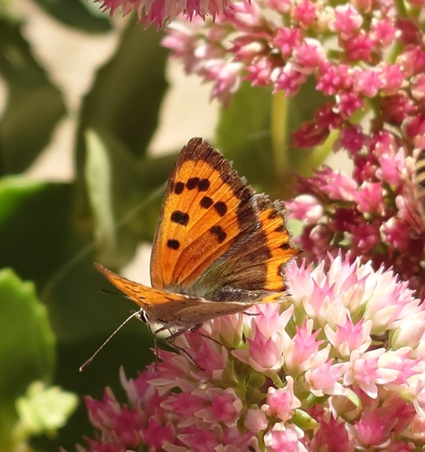 Small Copper