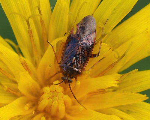 Lygus wagneri