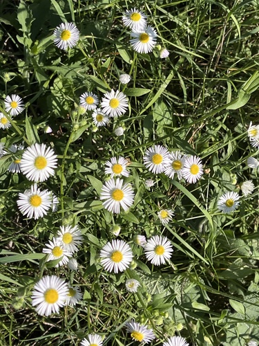 annual fleabane