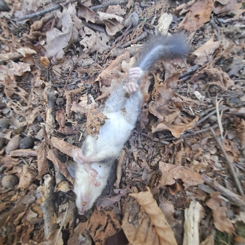 European Fat Dormouse