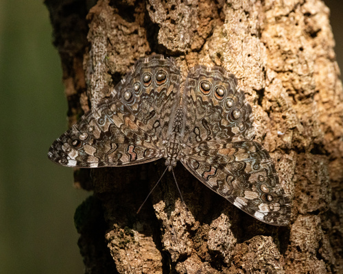 Gray Cracker