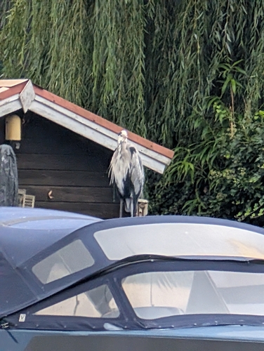 Grey Heron