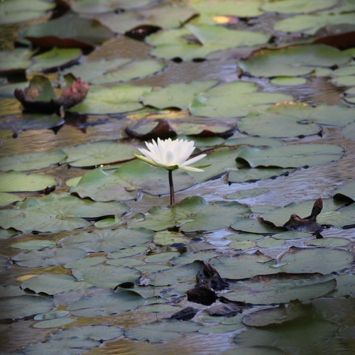 American white waterlily