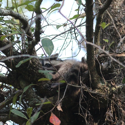 Common Raccoon