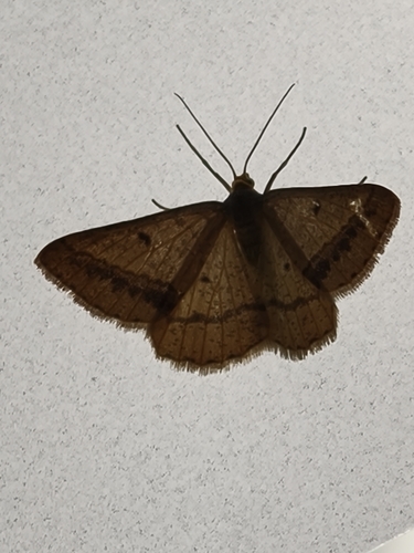 Isturgia arenacearia