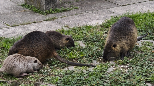 Coypu